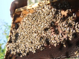 Над Мелитопольщиной летают миллионы пчел (ФОТО, ВИДЕО)