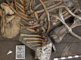 Археологи откопали скелет слона возрастом 300 тысяч лет