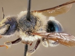Ученые нашли необычное насекомое, которое считали вымершим: фото