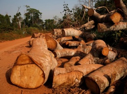 Темпы уничтожения тропических лесов выросли более чем вдвое - WWF