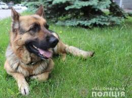 В запорожском селе служебная собака помогла найти вора