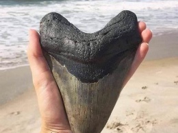Американка нашла на обочине дороги зуб гигантской доисторической акулы