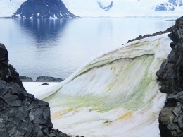 Водоросли могут ухудшить экологию в Антарктике
