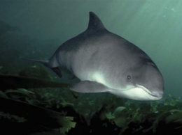 В Кирилловке у берега Азовского моря заметили стаи дельфинов (видео)