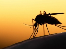 Ученые узнали, как на самом деле укусы комаров влияют на организм
