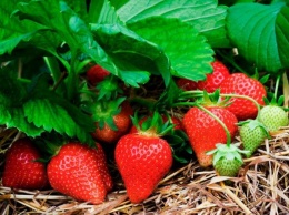 Как необычно можно приготовить известную летнюю ягоду (фото)