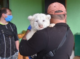 В зоопарке Запорожской области белых тигрят приучают к рукам с рождения - фото