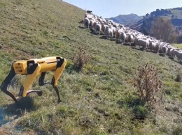 Робособаку Spot научили пасти овец [ВИДЕО]