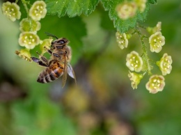 Массовый мор пчел в Украине: эксперты нашли следы ''химического оружия''