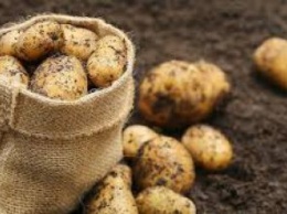 В супермаркетах Днепра начал дорожать картофель