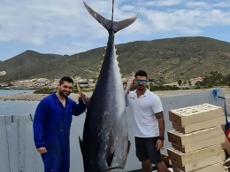 Испанские рыбаки выловили 305-килограммового тунца (ФОТО, ВИДЕО)