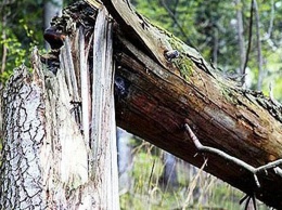 Вырубка дубов в Харьковской области: мастеру леса сообщено о подозрении