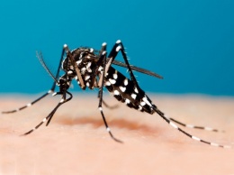 Власти Ибицы предупредили о нашествии комаров - переносчиков опасных вирусов