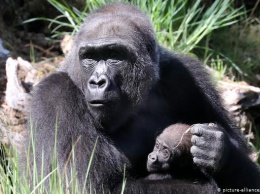 Маленьким гориллам в Германии выбрали имена - Кеша и Мойо (фото)