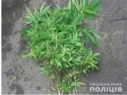 В Днепропетровской области на дачном участке обнаружили посев конопли: фото