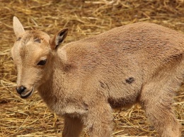 В Харьковском зоопарке родилось редкое животное
