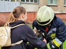 В Днепре спасатели помогли коту, залезшему на высокое дерево, вернуться домой, - ФОТО