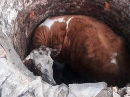 В Черкасской области спасатели вытащили из колодца корову (фото)