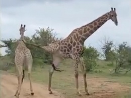 Почти карате: битва двух жирафов попала на видео