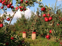 В Грушевке будут выращивать яблоки