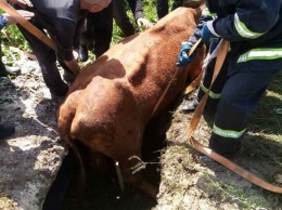 На Харьковщине в заброшенный колодец провалилась корова: бойцы ГСЧС спасали животное, - ФОТО