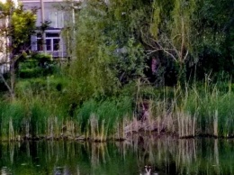 На озере Курячьем поселились необычные «влюбленные» птицы (ФОТОФАКТ)