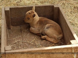 В Харьковском зоопарке родилась самка гривистого барана