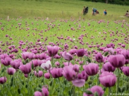 В Германии цветет снотворный мак (фото)