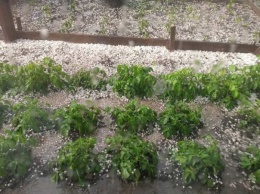 В Терновке град побил всходы картофеля и рассаду помидоров