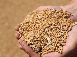 Урожай пшеницы в мире не изменится, а вот в Украине упадет: эксперты назвали причину