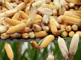 В Украине прогнозируют рекордный урожай кукурузы
