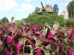 На Пивзаводовском кругу Кременчуга высаживают цветы