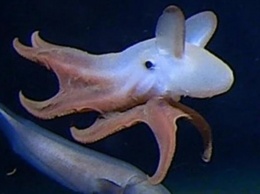 Биологи показали самого глубоководного осьминога в мире (фото)