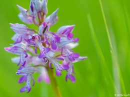 В заповеднике на Одере проходит перепись диких орхидей (фото)