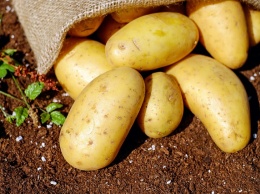 Роскачество предупредило о токсичных редьке и картофеле