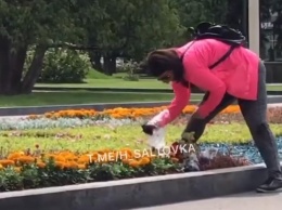 Сеть возмутило видео с женщиной, которая рвет цветы с клумбы в Харькове (видео)
