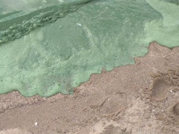 В Николаеве на популярном пляже вода превратилась в ''зеленку''. Фото