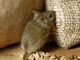 Появилась меткая фотожаба на скандал с "мышами", укравшими зерна на сотни миллионов