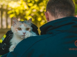 Спасательная операция "Кузя": в Днепре кот спрятался на дереве перед приемом у ветеринара