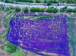 Любители селфи вытоптали и замусорили «фиолетовое поле» под Одессой