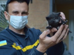 Днепровские чрезвычайники спасли жизнь маленькому котенку