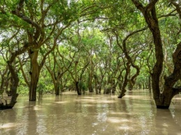 Рост уровня моря может полностью уничтожить мангровые леса до конца столетия