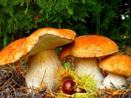 Как не отравиться грибами: жителям Днепра и области дали советы