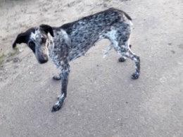 В Мелитополе ищут хозяев породистой собаке (фото)