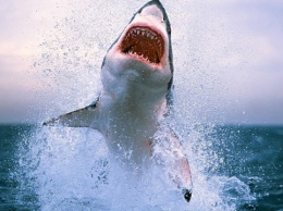В Австралии белая акула убила серфингиста