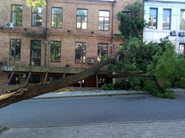 В центре Днепра упавшее дерево преградило дорогу автотранспорту