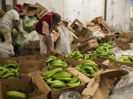 В Роттердаме изъяли крупную партию кокаина в бананах