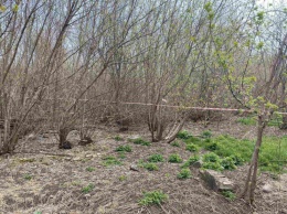 Вырубка под строительство в Запорожье: В "Эпицентре" заявили, что деревья представляют опасность