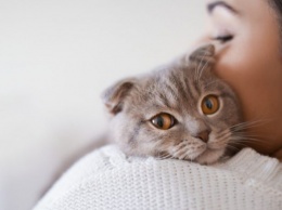 Что могут думать кошки о своих хозяевах