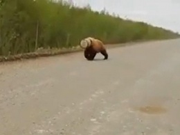 На Камчатке сняли медведя с бидоном на голове